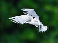 Black-naped Tern